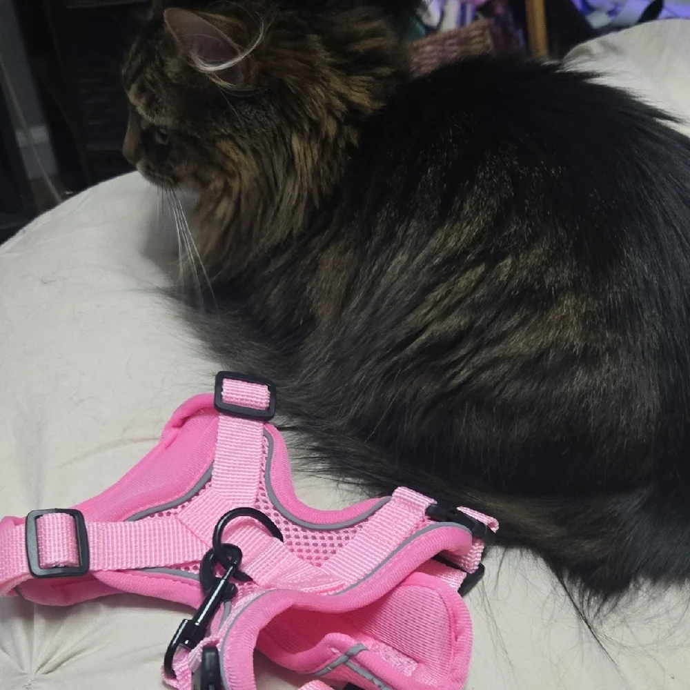 Pink Pet Harness and Bandana Set Small